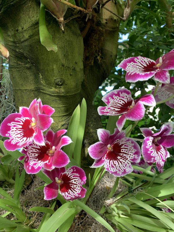 Miltoniopsis Orchids in Peak at NY Botanical Garden